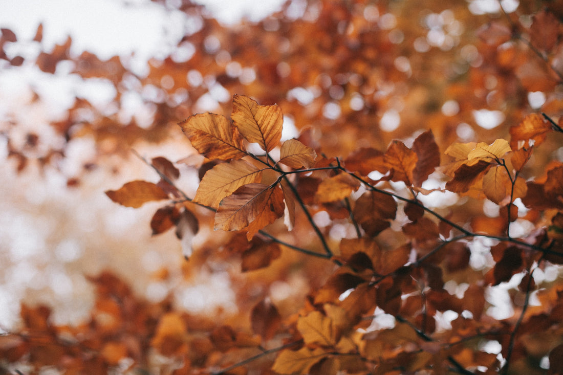 Embracing the Arrival of Fall